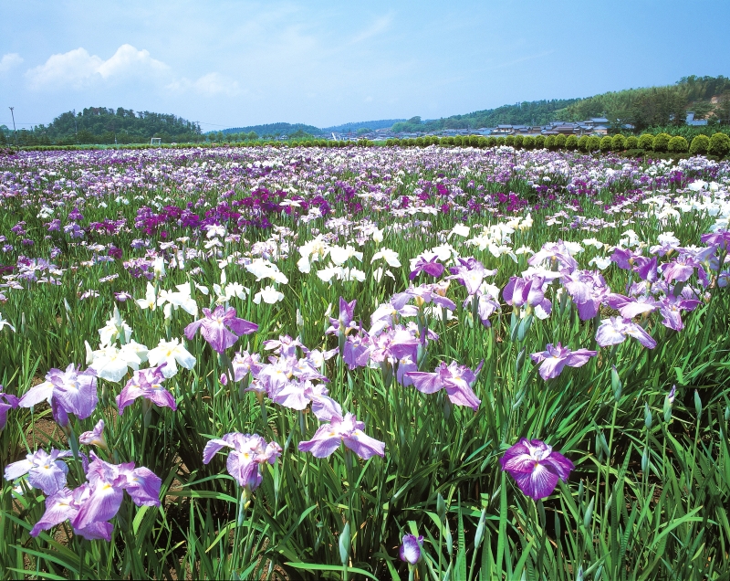 あわら北潟湖畔花菖蒲まつり